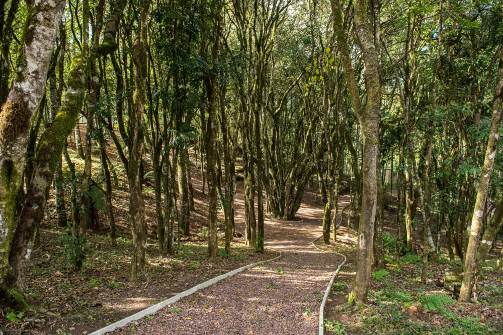 Lote para venda no bairro Pedancino em Caxias do Sul