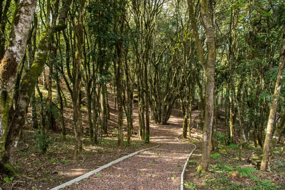Lote para venda no bairro Pedancino em Caxias do Sul