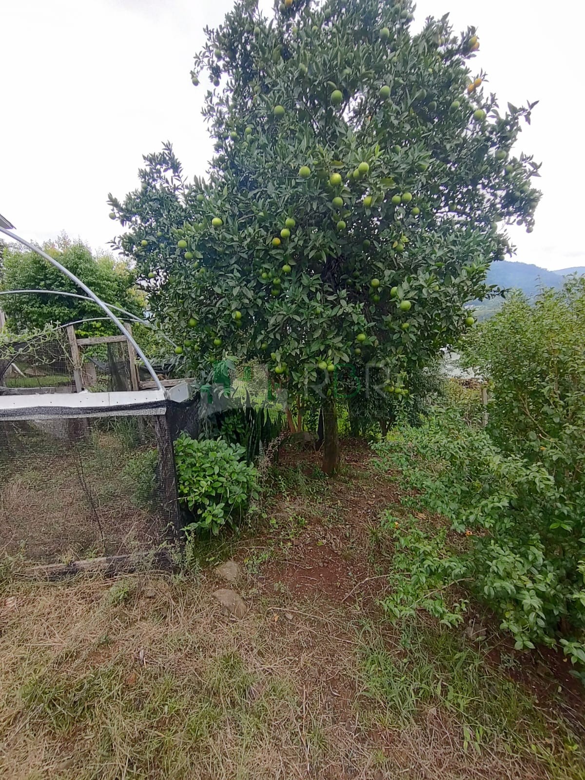 Oportunidade no Morro Paris: Terreno com Vista Panorâmica e Pomar Formado
