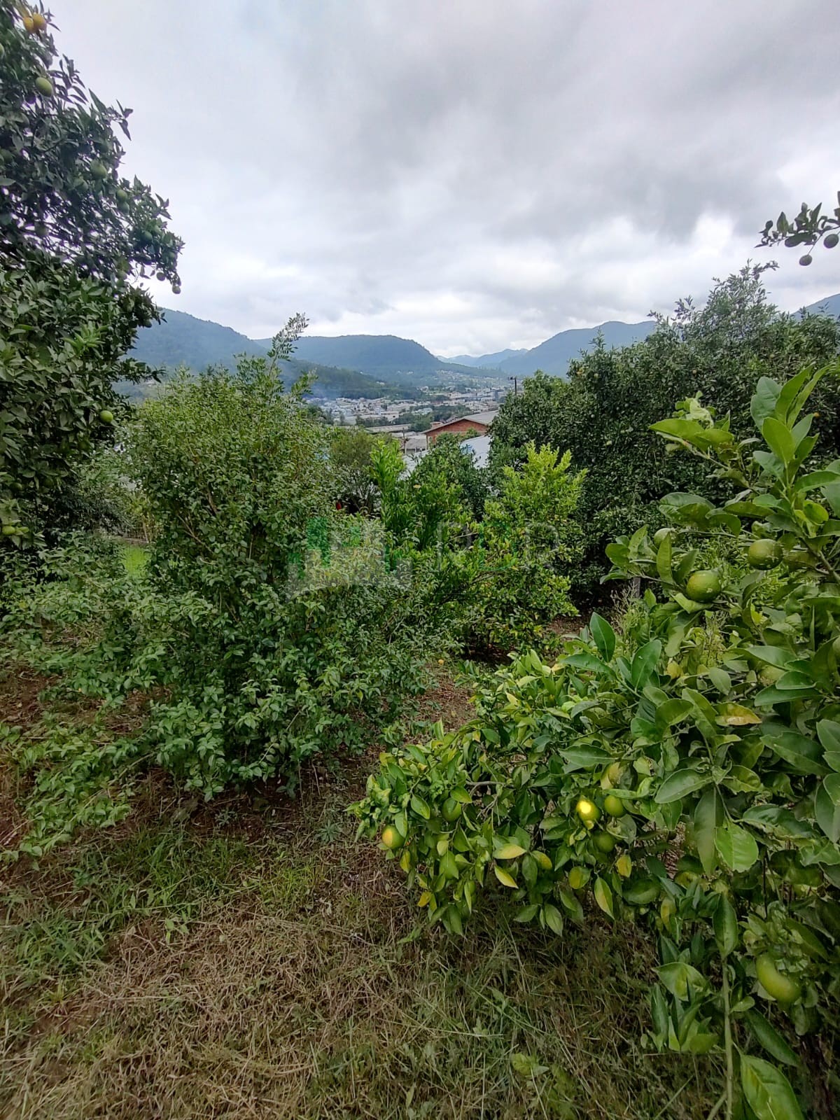 Oportunidade no Morro Paris: Terreno com Vista Panorâmica e Pomar Formado
